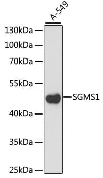 SGMS1 / TMEM23 Antibody