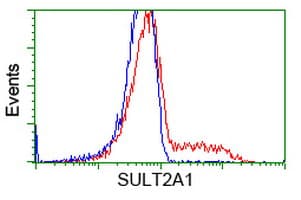 SULT2A1 / Sulfotransferase 2A1 Antibody (clone OTI3G4, Carrier-free)