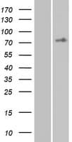 Human ADGRE3 / EMR3 Protein (Over-Expression Lysate Myc-DDK (Flag))