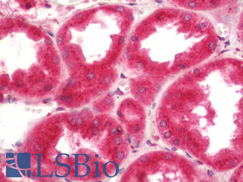IHC-plus™ 4E-BP2 / EIF4EBP2 Antibody