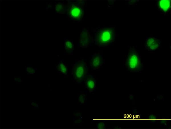 Monoclonal Mouse anti-Human PLK1 / PLK-1 Antibody (clone 2G12, IF, WB)