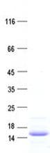 Human PSMG3 Protein (Recombinant His, N-Terminal)