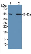 SERPINA7 / TBG Antibody (aa128-415)
