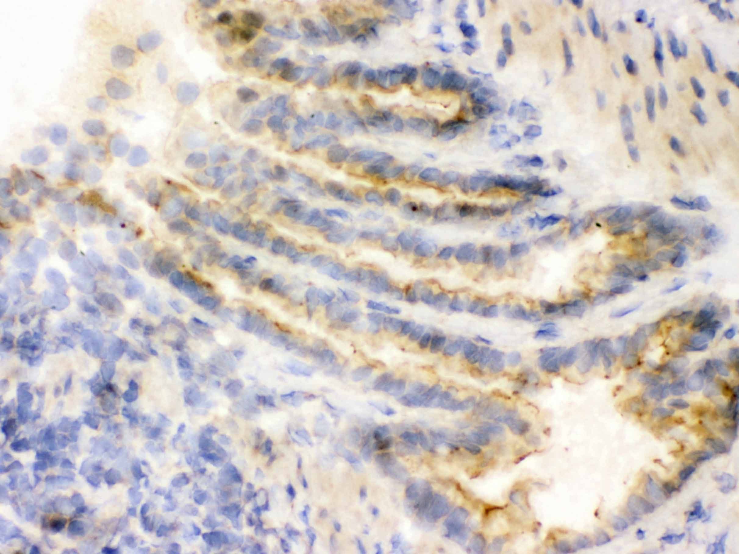COMT Antibody (aa52-271)
