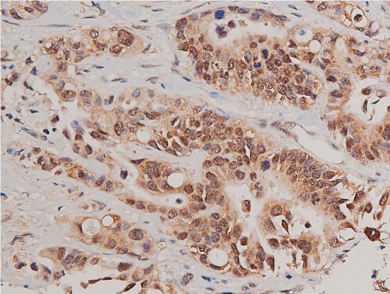 CASP3 / Caspase 3 Antibody (phospho-Ser150)