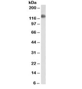 PECAM-1 / CD31 Antibody (clone JC/70A)