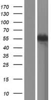 CAMKK2 Protein (Over-Expression Lysate Myc-DDK (Flag))