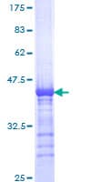 Human Kinesin-Like 7 / KIF15 Protein (Recombinant GST, N-terminus)