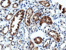 CBWD1 Antibody (clone OTI9H5)