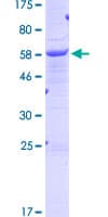 Human JAM3 Protein (Recombinant GST)
