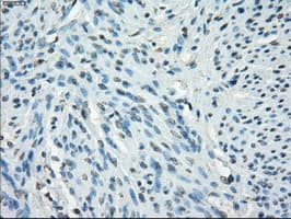 CD32A Antibody (clone OTI9C6, Carrier-free)