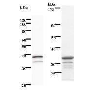 RPS6KA4 / MSK2 / RSK-B Antibody (clone 2934C1a)