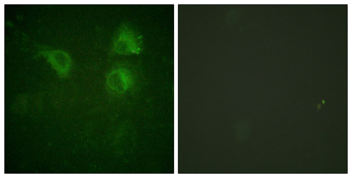 CDC25B Antibody (aa289-338)