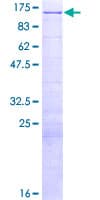 Human E4F1 / E4F Protein (Recombinant GST)