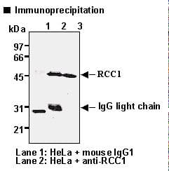 RCC1 Antibody (clone 3D11)