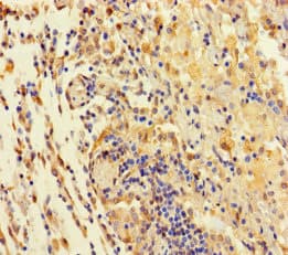 T2R42 / TAS2R42 Antibody