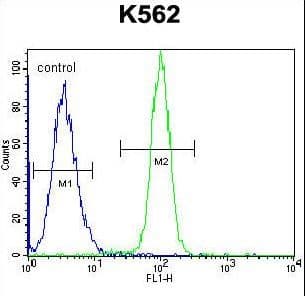 HMG1 / HMGB1 Antibody (aa9-36)
