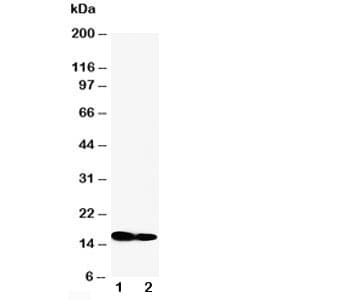 CD225 / IFITM1 Antibody (aa1-17)