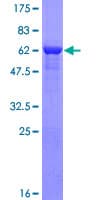 Human ATP6V1C2 Protein (Recombinant GST)