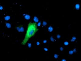 IFI35 Antibody (clone OTI1C9)