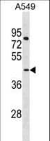 Polyclonal Rabbit anti-Human LANCL3 Antibody (aa262-290, WB)