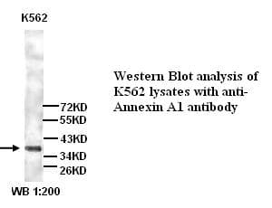 ANXA1 / Annexin A1 Antibody (N-Terminus)