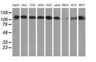 HDAC6 Antibody (clone OTI1D11, Carrier-free)