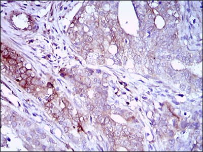 CD22 Antibody (aa621-725, clone 2H1C4)