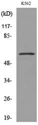 SLC2A5 / GLUT5 Antibody