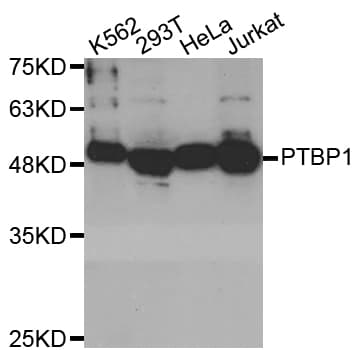 PTBP1 Antibody
