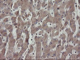 PDIA3 / ERp57 Antibody (clone OTI3E1)