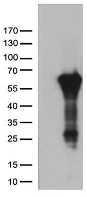 ARSG / Arylsulfatase G Antibody (aa17-525, clone OTI2A8)