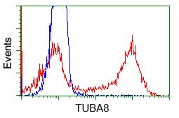 TUBA8 / Tubulin Alpha 8 Antibody (clone OTI2E9)