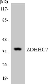 ZDHHC7 Antibody (aa257-306)