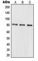 MRE11A / MRE11 Antibody (Internal)