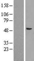 AGO4 / EIF2C4 Protein (Over-Expression Lysate Myc-DDK (Flag))