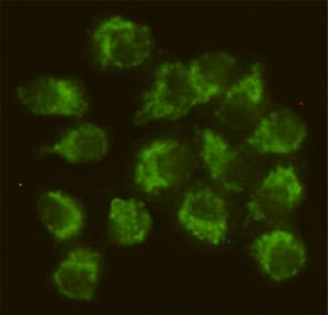 Monoclonal Mouse anti-Human SYN / FYN Antibody (WB)