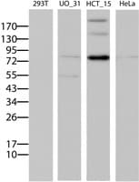 ABCB1 / MDR1 / P Glycoprotein Antibody (aa995-1280, clone OTI2G6, Carrier-free)