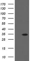 THAP6 Antibody (clone OTI3A8)