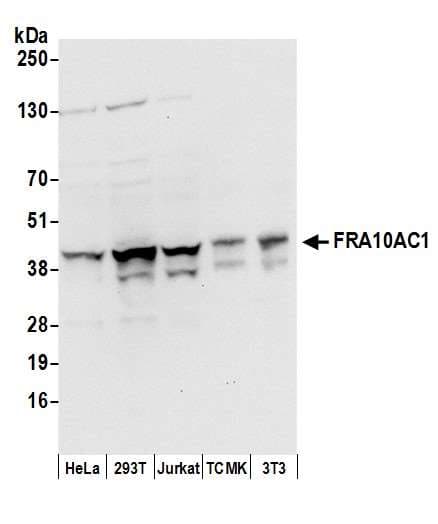 FRA10AC1 Antibody (aa265-315)