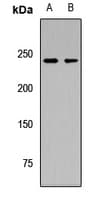 NIN / Ninein Antibody
