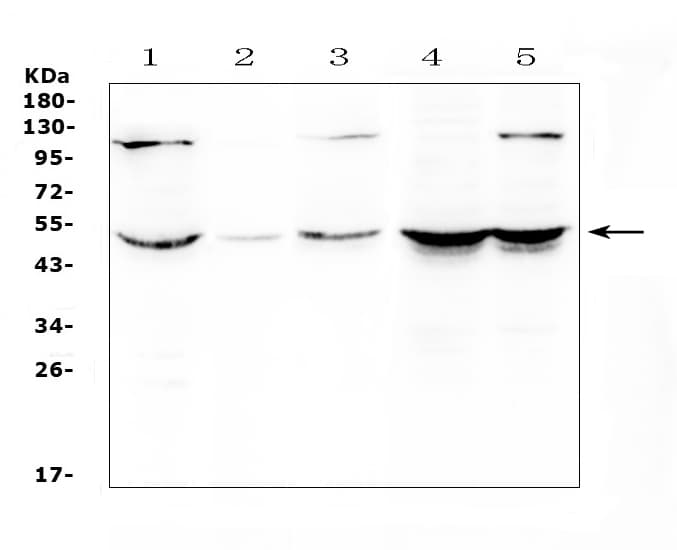 ATF4 Antibody