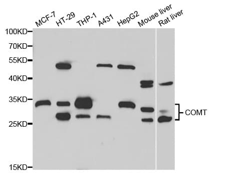 COMT Antibody