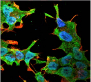 QKI Antibody (clone S147-6)