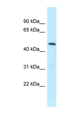 SQRDL Antibody (aa209-258)