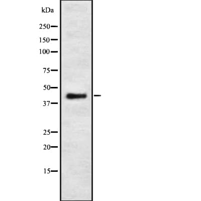 PSKH2 Antibody