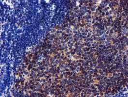 CHCHD5 Antibody (clone OTI3H3)