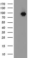 FBXO42 / JFK Antibody (aa356-717, clone OTI1C1)