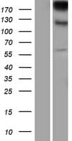 ITGAE / CD103 Protein (Over-Expression Lysate Myc-DDK (Flag))