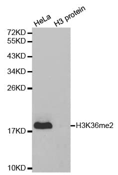 Histone H3 Antibody (Di-Methyl-Lys36)